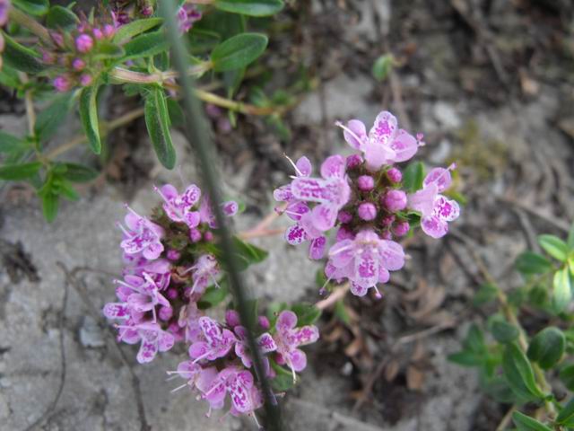 Quale specie di origanum?